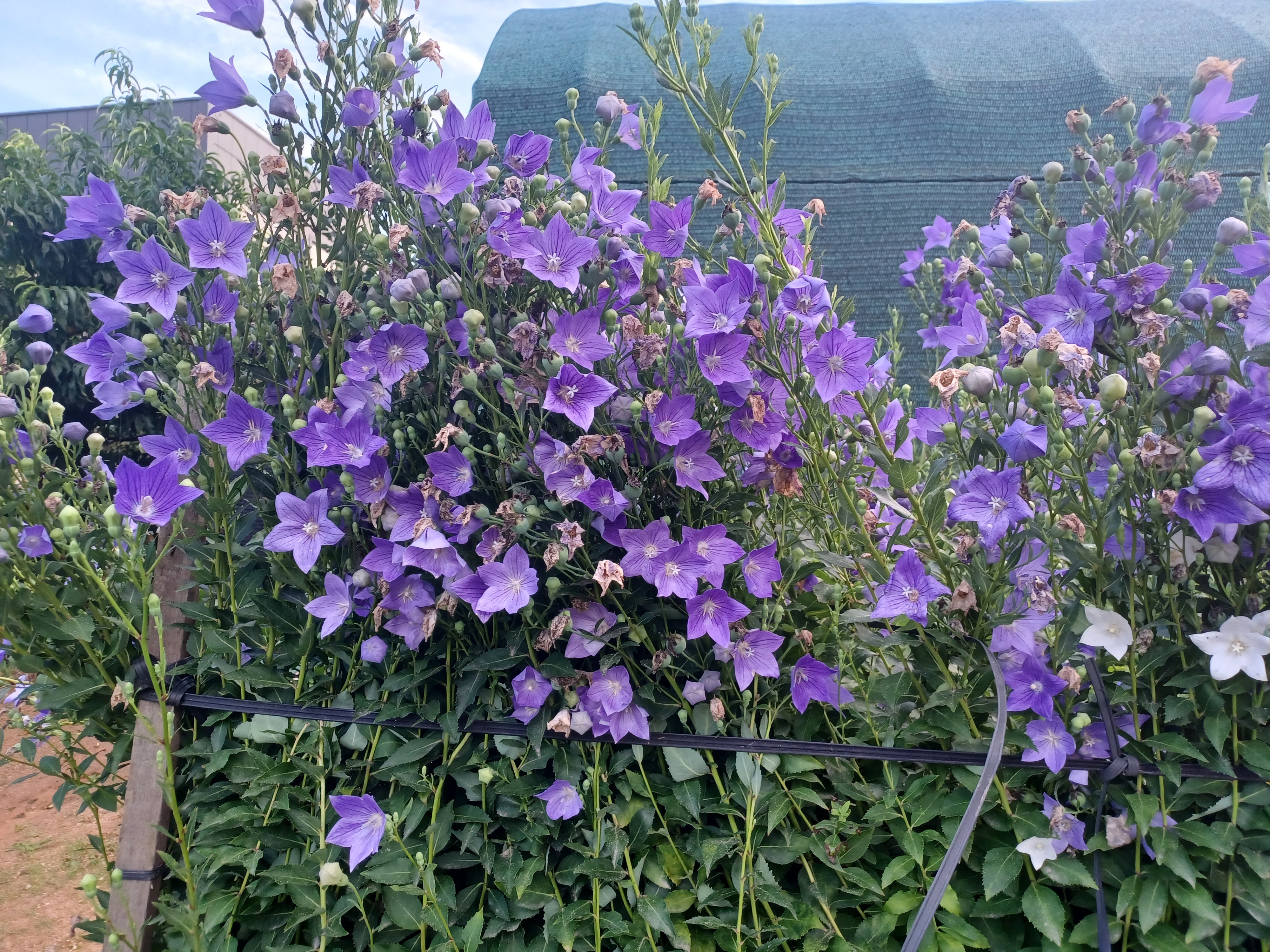 Camera Feed Placeholder